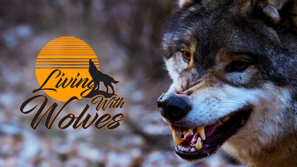 Living With Wolves Full Movie Online Watch HD Movies On Airtel Xstream