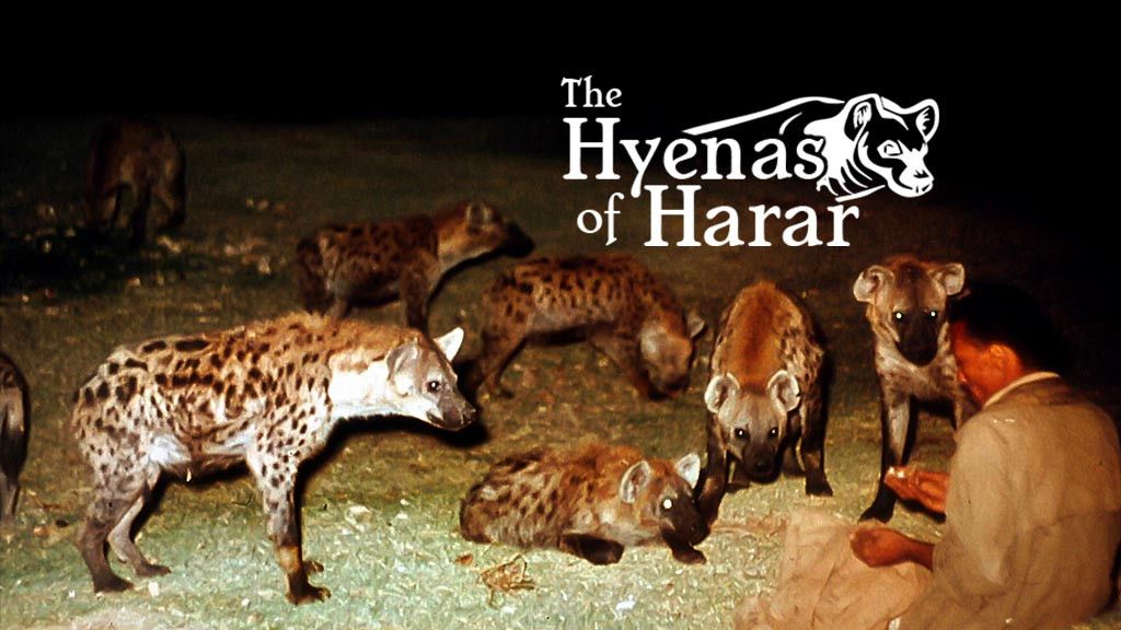 The Hyenas Of Harar Full Movie Online - Watch HD Movies on Airtel Xstream