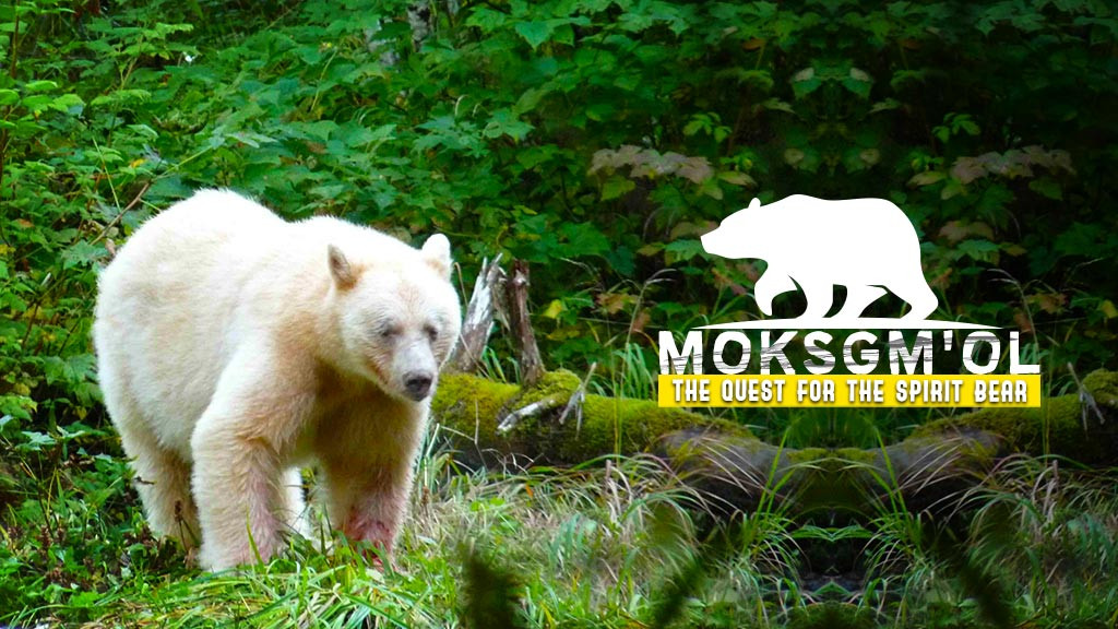 Watch Moksgm'ol : The Quest For The Spirit Bear Movie Online - Stream