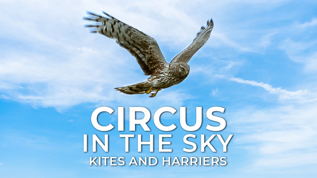 Watch Circus In The Sky Kites And Harriers Movie Online Stream Full