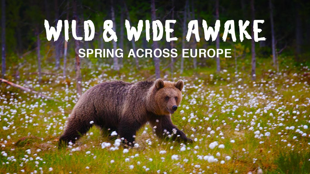 Watch Wild & Wide Awake - Spring across Europe Full HD Episodes Online ...