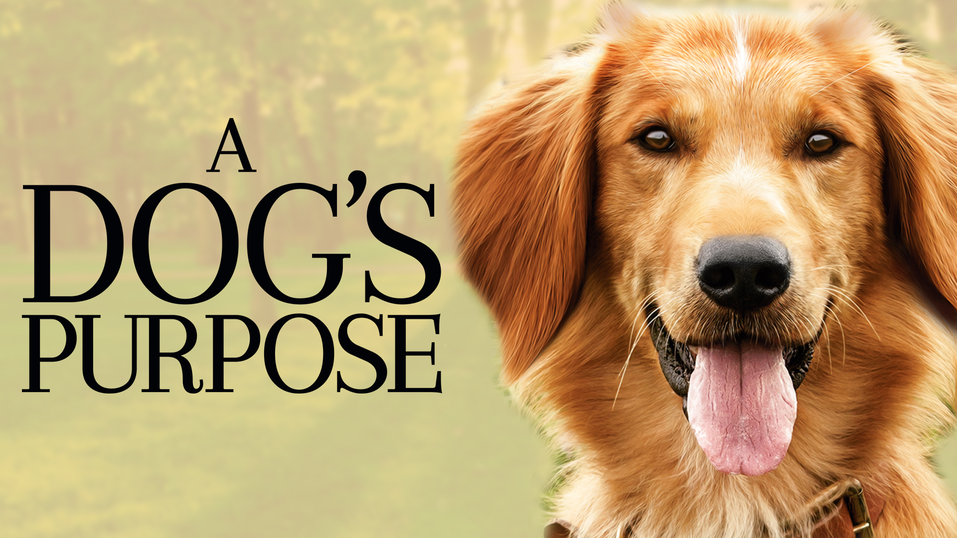 Watch A Dog's Purpose Movie Online - Stream Full HD Movies on Airtel - What Can You Watch A Dog's Purpose On